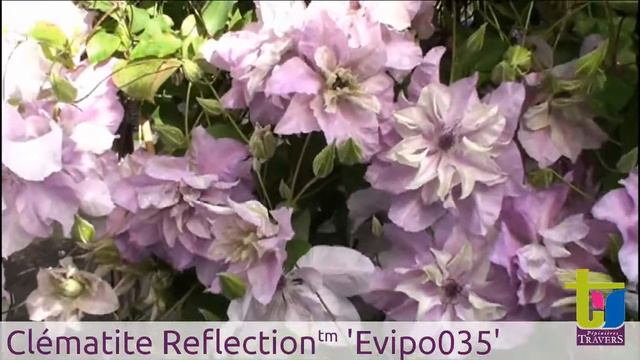 Clématite Reflections™ Evipo035 - Pépinières TRAVERS - Spécialiste des plantes grimpantes смотреть онлайн