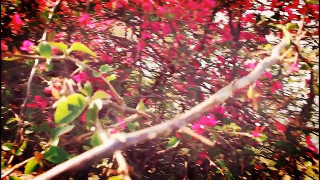 Jal mahal | The water palace | Documentary | Past pages смотреть онлайн