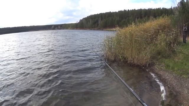 Чемпионат г.Томск. Спиннинг с берега. Закрытие летнего, спортивного сезона. смотреть онлайн