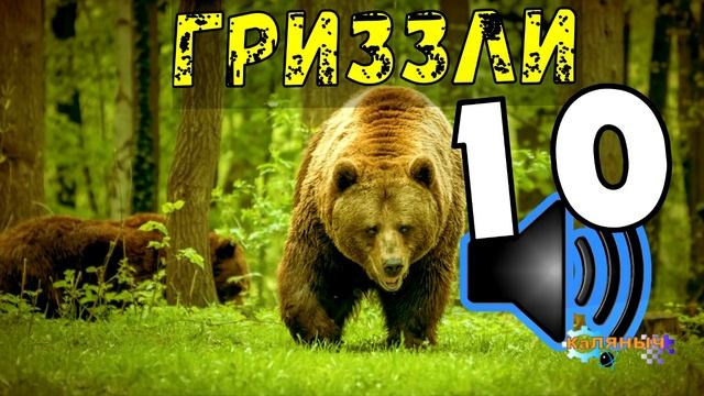 МЕДВЕДЬ ГРИЗЛИ | ТАЕЖНЫЙ ТУПИК | РОДНОЙ ДОМ | ПЕЩЕРА ЗАБЫТЫХ СНОВ 10 из 10 смотреть онлайн