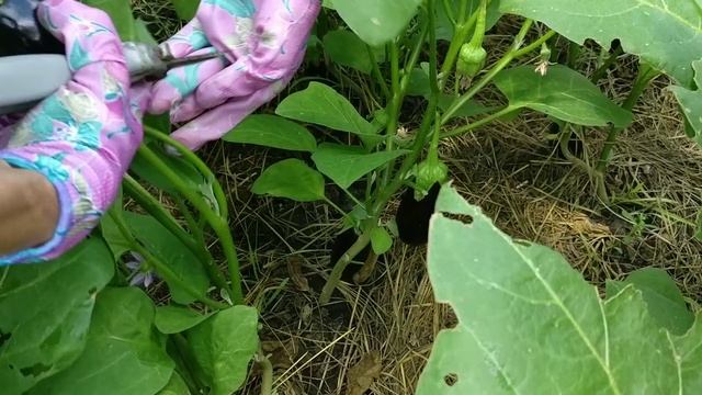 ? НЕ ОЖИДАЛИ ТАКОГО УРОЖАЯ. Урожай Баклажанов от Татьяны Башмаковой смотреть онлайн