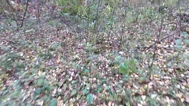 ПАПОРОТНИКИ: ЩИТОВНИК  и СТРАУСНИК  20сентября, стали РАЗИТЕЛЬНО отличаться один от другого! !