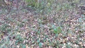 ПАПОРОТНИКИ: ЩИТОВНИК  и СТРАУСНИК  20сентября, стали РАЗИТЕЛЬНО отличаться один от другого! !