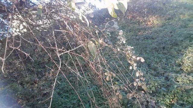 advent calendar 20th of december 2021- solution...clematis vitalba смотреть онлайн