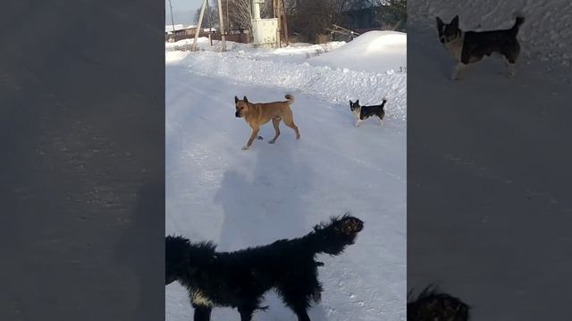 бегает стая собак.Проважаю ребенка в школу. смотреть онлайн
