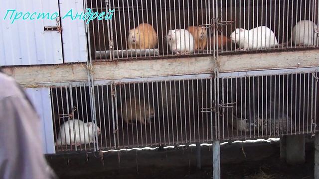 НУТРИЯ КАК ФОРМИРОВАТЬ СЕМЬЮ ИЛИ ГАРЕМ ДЛЯ САМЦА смотреть онлайн