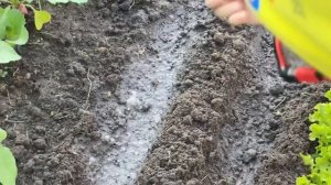 КАК СЕЯТЬ ШПИНАТ ЗЕЛЕНЬ ВЕСЬ СЕЗОН #шпинат #зелень #верандацветысадогород #дача