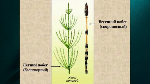 6 класс .Тема:" Хвощи." смотреть онлайн