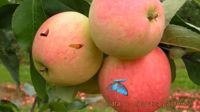 Яблоня обыкновенная Мечта (malus) ? яблоня Мечта обзор: как сажать саженцы яблони Мечта смотреть онлайн