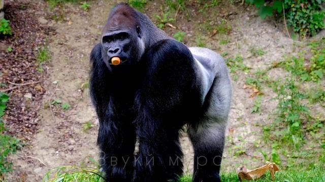 Звуки диких животных - слон, жираф, тигр, обезьяна, лев. смотреть онлайн