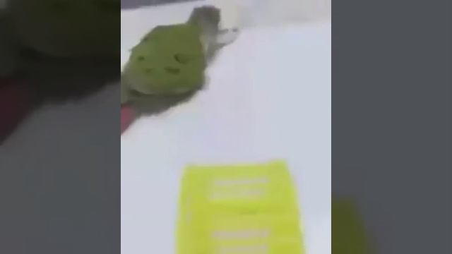 Плейлист