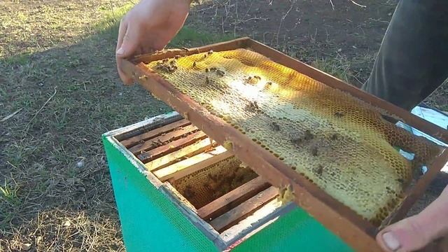 Зимовка на сетке мой опыт. Зацвёл абрикос и верба! смотреть онлайн