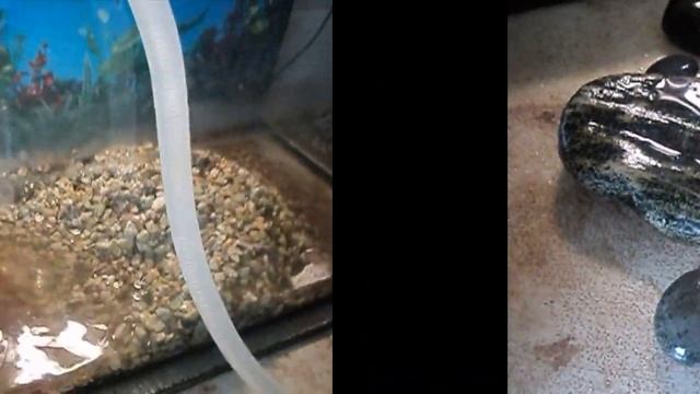 Красноухая черепаха. Как правильно чистить аквариум и меня воду для черепахи смотреть онлайн