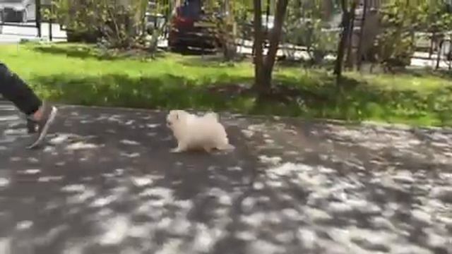 Шпиц продаётся смотреть онлайн
