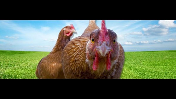 Курица уронила экшн-камеру/ The chicken dropped the action camera