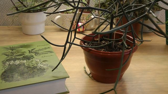 ХАТИОРА И МОЛОЧАЙ ТИРУКАЛЛИ сравнительный анализ