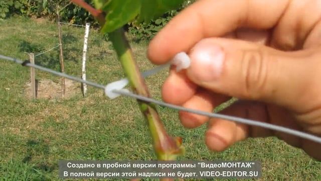 Крепление для виноградной лозы смотреть онлайн