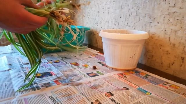 Хлорофитум Полная пересадка растения январь 2021-Chlorophytum смотреть онлайн