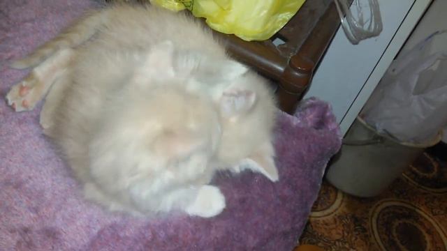Котятам мальчишкам ищем дом смотреть онлайн