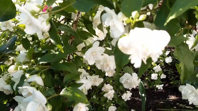 Дача- цветение Жасмина !!! ??????? смотреть онлайн