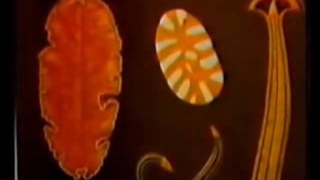Тип Плосике черви. Таблицы и видео. смотреть онлайн