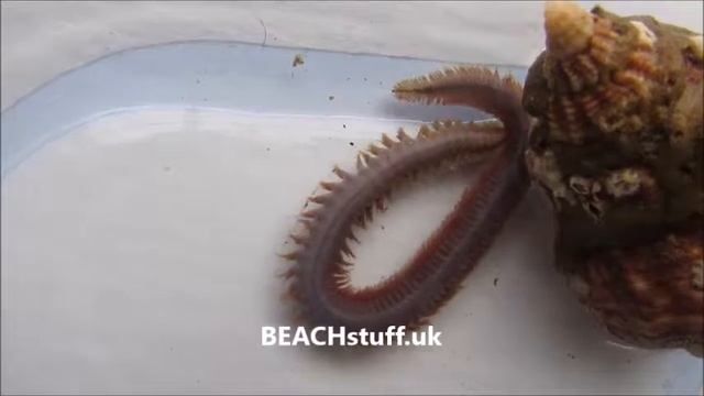 Ragworm - Neanthes Fucata