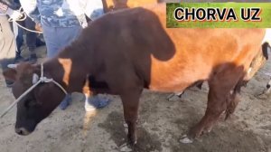 БУХОРО ПЕШКУ МОЛ БОЗОРИ   BUXORO PESHKO' MOL BOZORI