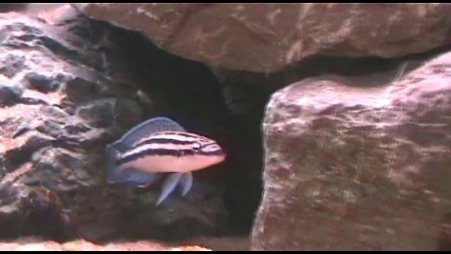 Julidochromis ornatus (Isanga) смотреть онлайн