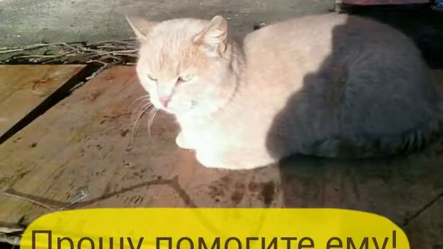 Кот Миша ищет дом! Великий Новгород, новгородская область. смотреть онлайн