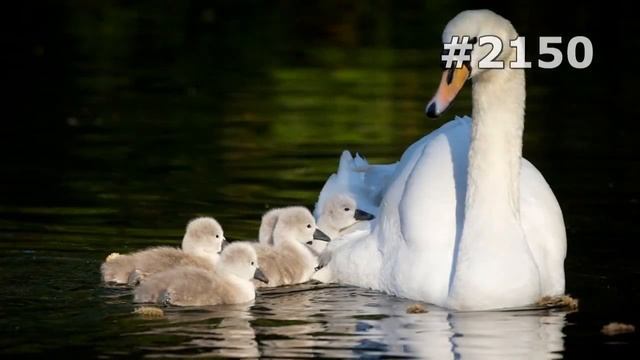#2150. Лебеди (В мире животных) смотреть онлайн