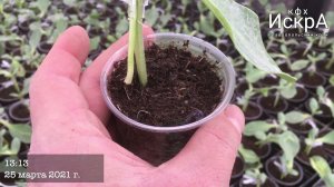 Прививка Арбуза на межвидовую тыкву. Первый опыт.