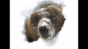 Почему медведь зимой спит?