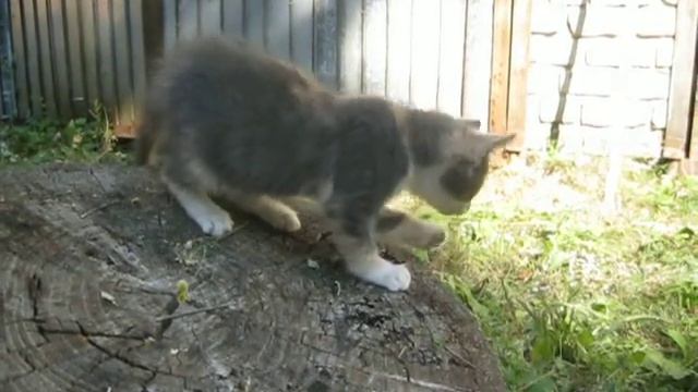 котенок (девочка), трехцветный, около 2 месяцев смотреть онлайн
