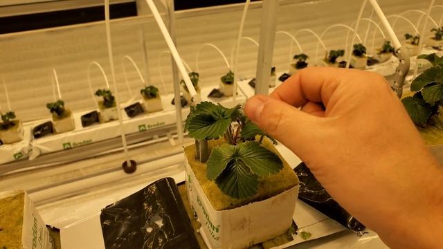 РВЕМ ЦВЕТОНОС НА КСД 14 ДНЕЙ !! смотреть онлайн