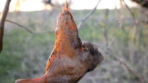 УТКА ХОЛОДНОГО КОПЧЕНИЯ "МЕЧТА РЫБАКА"