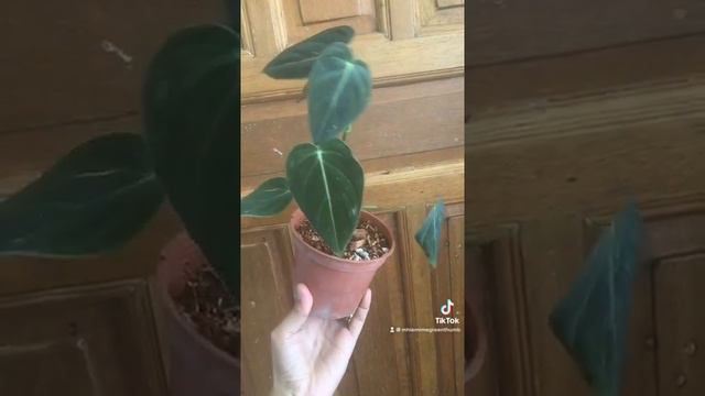 Philodendron Melanochrysum! 🌱 смотреть онлайн