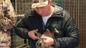 подрезаем крылья подсадным уткам