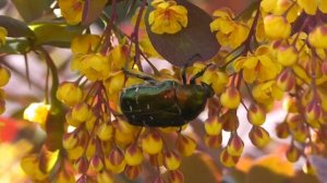 Очень красивый зеленый жук кушает нектар