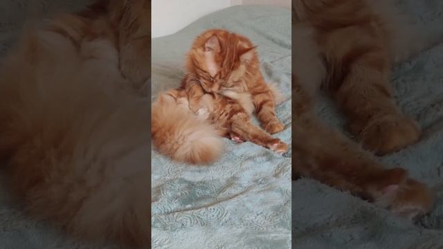 Main coon/ Мейн кун смотреть онлайн