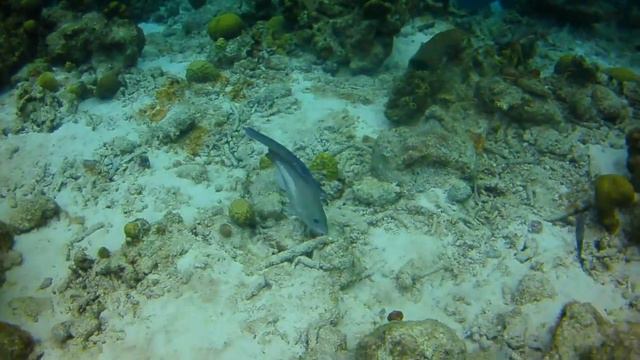 Cornet fish in Bonaire 050213 смотреть онлайн