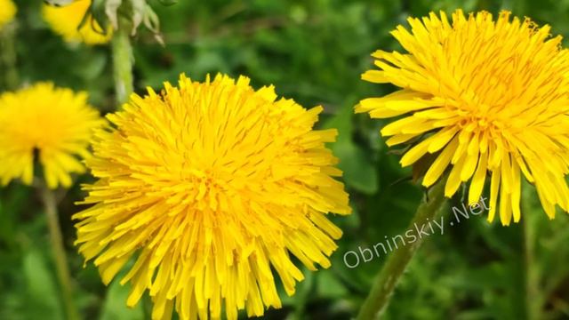Одуванчики