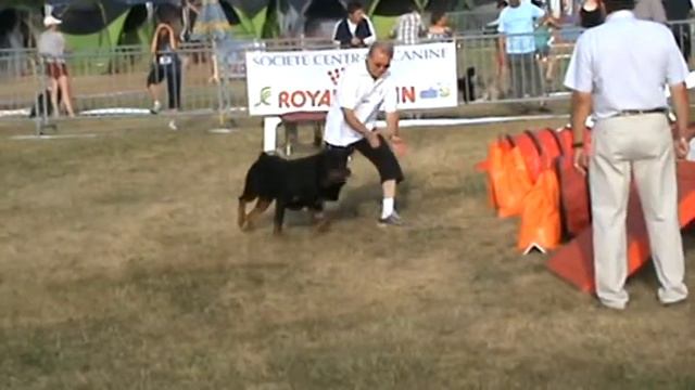 URLAUT Bouvier Allemand manche 3 agility cat D смотреть онлайн