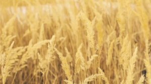 Заставка для видео Колосья колышатся в поле #природа #заставка #футаж #фон