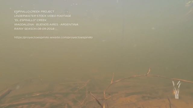 Аквариумные сомы - неприхотливые, популярные и не очень #смотривыигрывай смотреть онлайн