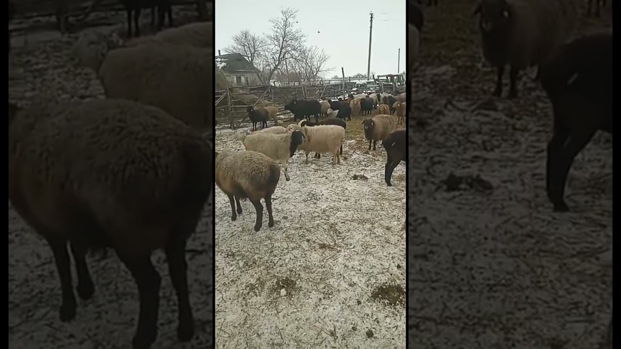 Овцеводство- консультация На ватсап прислали смотреть онлайн