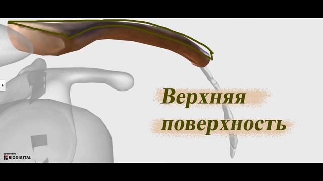 Ключица. Кости верхних конечностей. Кости плечевого пояса. Плечевой пояс смотреть онлайн