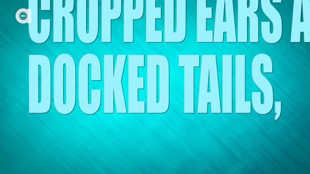 Dobermann Facts смотреть онлайн