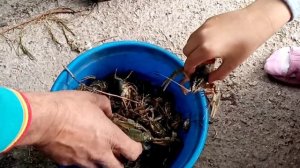 РАК. Как отличить рака самца от самки.