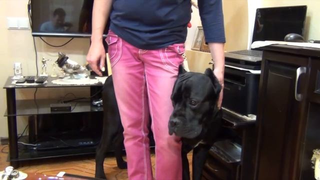 Знакомство собаки Cane Corso Деррек с гитарой. #CaneCorso смотреть онлайн