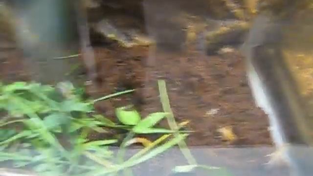 Экзотические тараканы. Таракан-домино и другие. смотреть онлайн